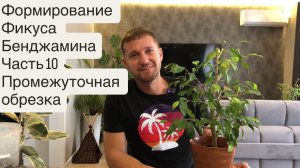 Формирование Фикуса Бенджамина Часть 10. Промежуточная обрезка, уход зимой