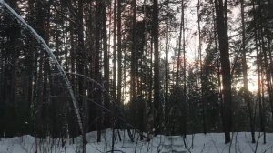 В лесу: закатное небо. Политика: расследование НАБУ против соратников Зе - мощная инфоповестка 📣