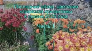 Последний обзор корейской хризантемы 2025