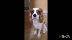 Белла и Пуша. о породе собак кавалер кинг чарльз спаниель.