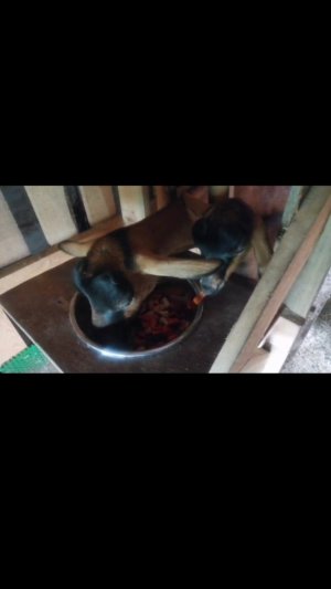 ВОТ ЧТО ЕДЯТ ЧЕШКИ