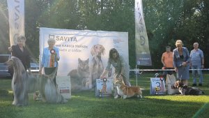 09.08.2025, СПб. Клуб "Арто-Колорит-1". Выставка собак всех пород "ЛЕТНИЙ КОЛОРИТ" (САС, ЧФ)