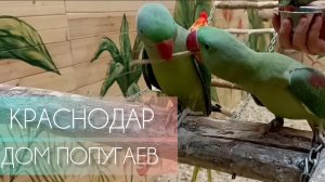 Краснодар. Дом Попугаев.