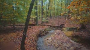 🍁 Расслабляющая прогулка под дождем, осень в штате Джорджия