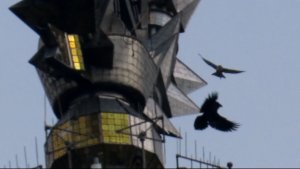 Ворон против сапсана, Москва, 02 ноября 2025