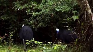 Казуар: интересные факты