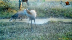 Утро в Ялтинском заповеднике!