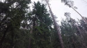 "Шум" - Ногинск, прогулка