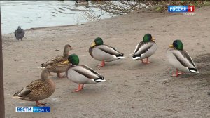 Почему нельзя кормить уток осенью