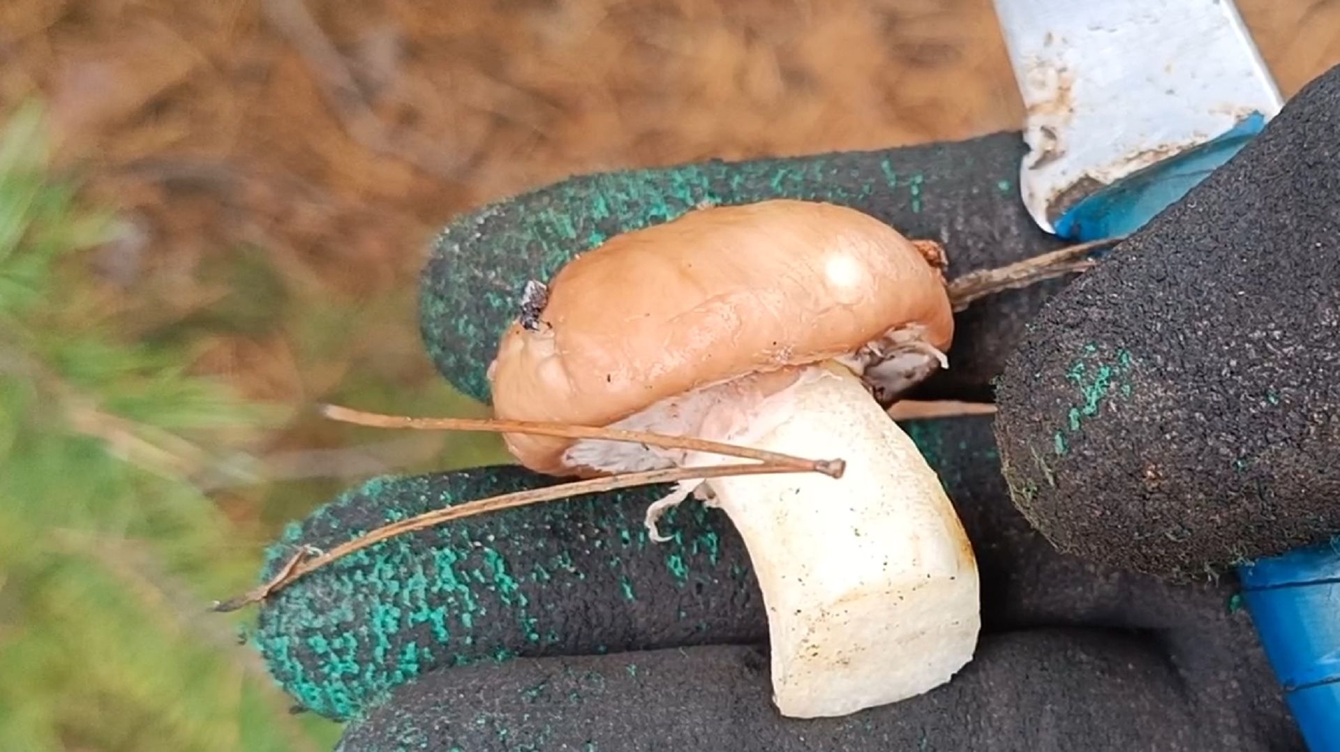 Маслята в Ростовской области смотреть онлайн