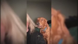 #смешныевидео -199