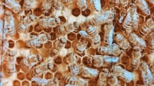 #1-3 Технология производства продуктов пчеловодства,1978