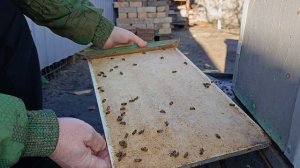 Осыпь клеща после обработки.