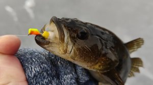 Ловлю Ротора.