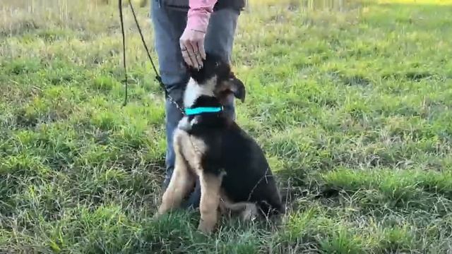 Баларис РТУТЬ,  4 месяца. Учим команды сидеть и лежать.