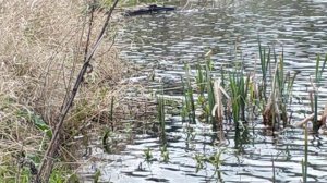 Икромет карася 2020