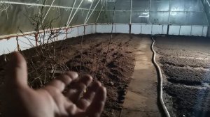 Друзья, а мы устроили РОЗЫГРЫШ семян в нашей группе Вконтакте! Участвуйте!