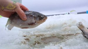 Супер уловистая осенне зимняя прикормка для плотвы, леща, карася!