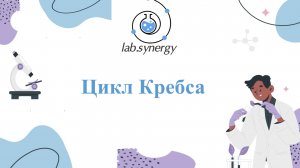Цикл Кребса