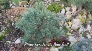 Pinus koraiensis Blue Ball