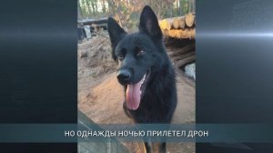 Овчарка Доба спасла на СВО шестерых бойцов из Иркутской области ценой собственной жизни