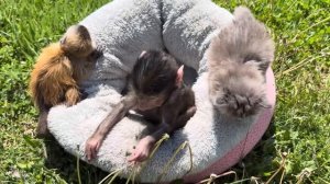 Анфиса, Финик и котенок играют и не знают что их оказывается нужно СРОЧНО СПАСАТЬ друг от друга!!!