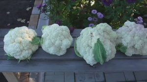 Хороший сорт цветной капусты