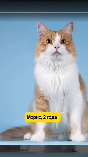 Возьми питомца из приюта на фестивале 16 ноября смотреть онлайн