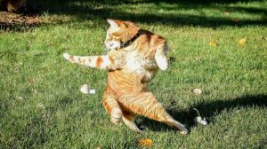 Видео с животными, которые мгновенно поднимут вам настроение