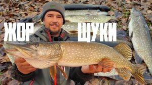 ОСЕННИЙ ЖОР ЩУКИ МИФ ИЛИ РЕАЛЬНОСТЬ? ВСЯ ЩУКА СТОИТ НА МЕЛКОВОДЬЕ!!!
