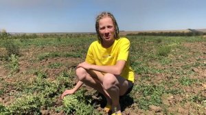 КАК И ГДЕ РАСТУТ АРБУЗЫ Анапа, Краснодарский край.