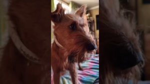 Любимая собака.