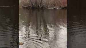 Уточки На осеннем пруду🍁