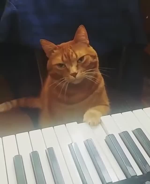 Cat & Synth.mp4