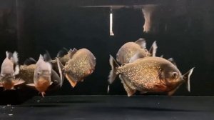 Красота пираний