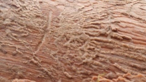 Опасная дич.mp4