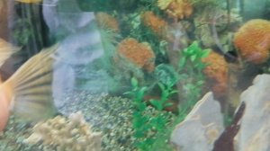 Общительная рыбка