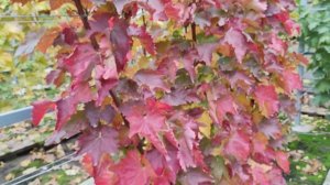 ОСЕНЬ НА МОЁМ ВИНОГРАДНИКЕ!!!🍇🍇🍇 14.11.2025. Telegram, WhatsApp и Vlber +79528500417.