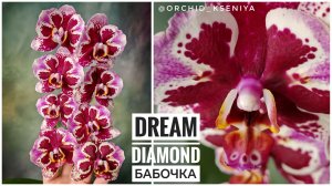 Phal. Dream Diamond peloric 💎 от садовника Son Ya 🌺Цветение азиатской орхидеи бабочки Дрим Даймонд