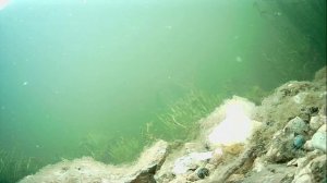 1000004658.mp4Волга гл.1м.13.11.2025г.