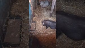 Осторожно вас снимает скрытая камера.