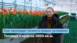 Из помещения в теплицу: выгонка 500.000 тюльпанов во второй сезон