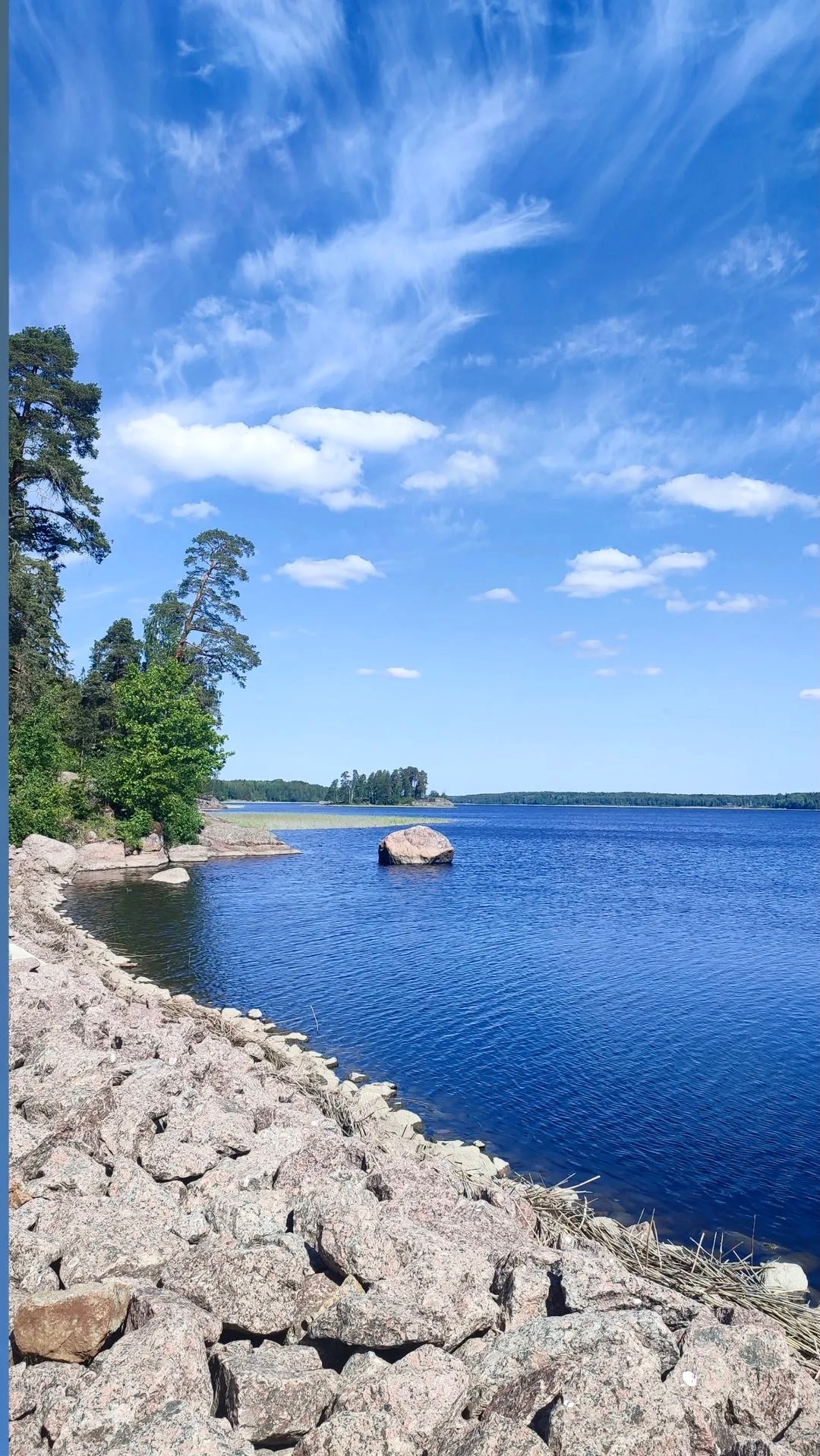 Чайка в парке Монрепо