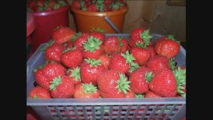 Клубника ЛОРД