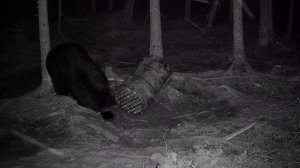 Поздние гости