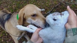 Охота на зайца 12.11.2025. Два подъёма - один результат.