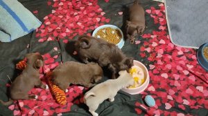 Астория и Бэшки первый раз едят перепелиные яйца от наших перепелок 13/11/25 #цены ОТ 35 тр