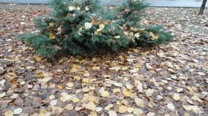 14=11=2025  ник  ПВН   наб   (5)