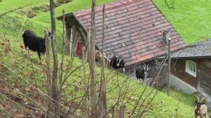 Швейцария в туманном утре зелёные пастбища коровы и альпийская идиллия 🌿🐄