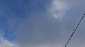 13.11.25 г. Андижанская порода голубей (1)